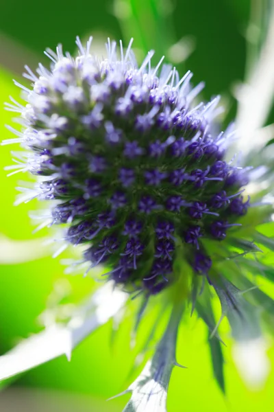 Agrifoglio marino — Foto Stock