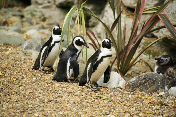 Kara ayaklı penguenler