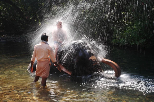 Indian elephant playing in the river — Stock Photo, Image