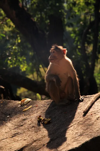 Langur monkey, goa, Indien — Stockfoto