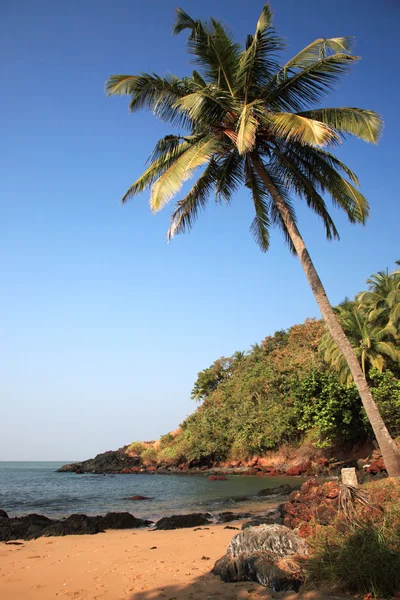 Sunlit palm tree over the beach Goa — Stock Photo, Image