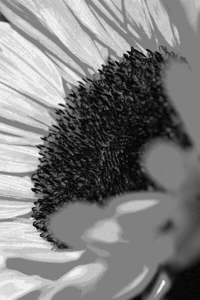 Подсолнечник в черно-белом цвете
