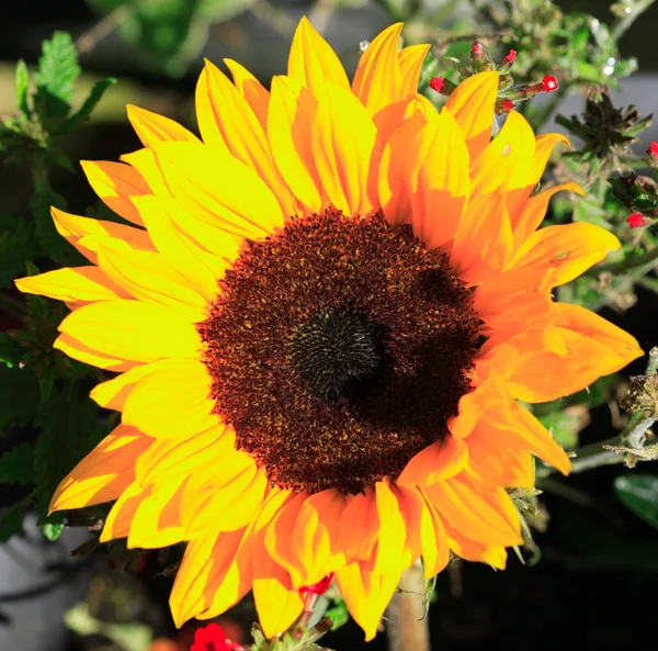 Sunflower lit by the sun — Stock Photo, Image