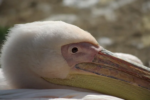 Huvud och ögat av en rosa flamingo — Stockfoto