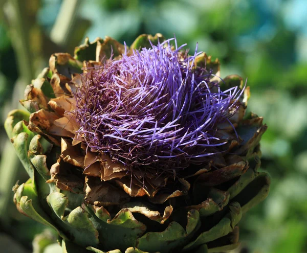 Flowerhead of a purple artichoke Stock Picture