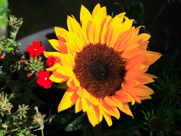 Sunny slunečnice — Stock fotografie