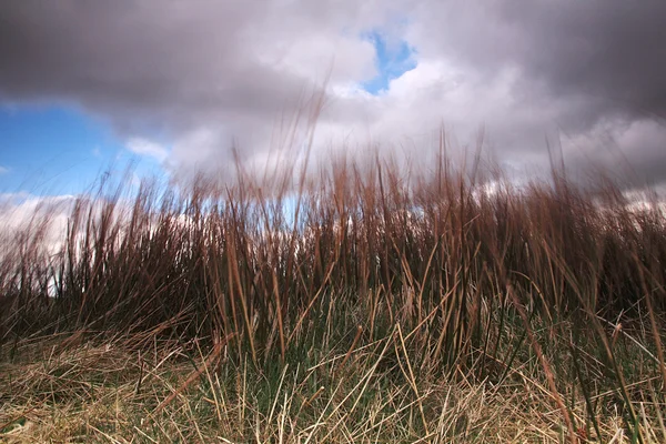 Grassen in de wind — Stockfoto