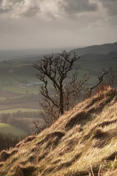 Árbol individual, Sutton Bank — Foto de Stock