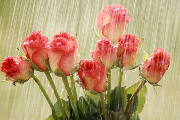 Gotas de lluvia y rosas — Foto de Stock