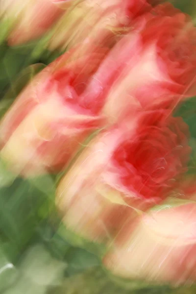 Painted roses — Stockfoto