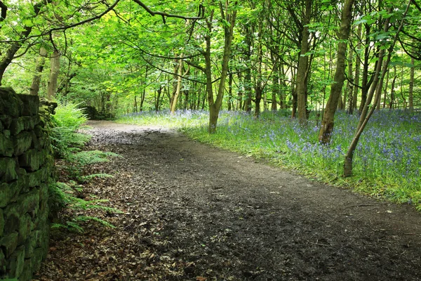 Bluebells in the woods — Stock Photo, Image