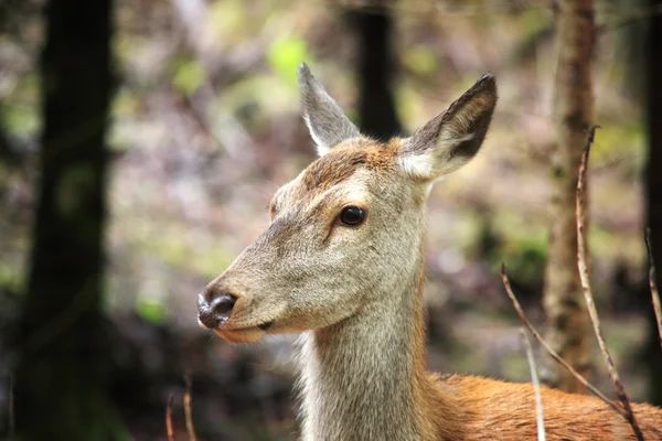 Close up of a female red deer — Stock Photo, Image