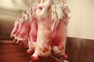 Lamb carcasses in an abattoir clipart