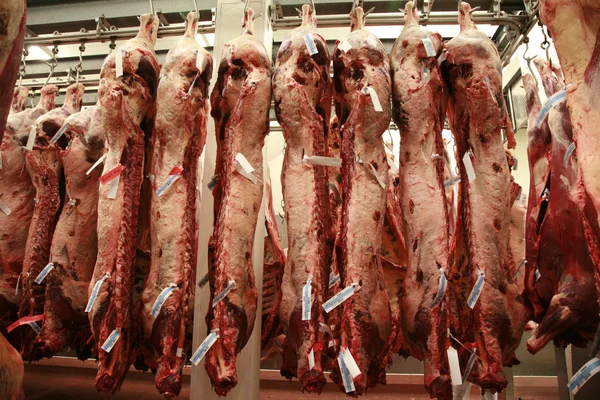 Several cattle carcass hung in a refrigerator — Stock Photo, Image