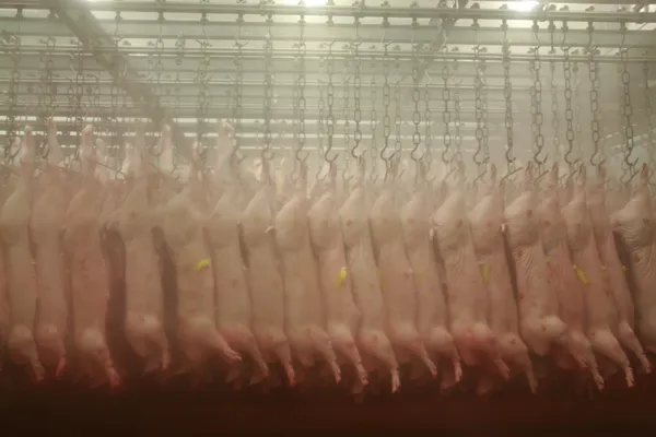 Cadenas de cerdo colgadas en un matadero — Foto de Stock