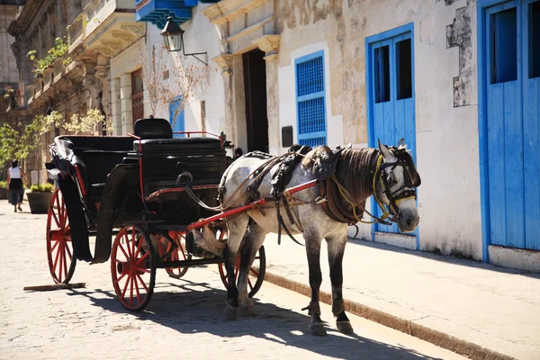 Cavallo e carrozza Cuba — Foto Stock