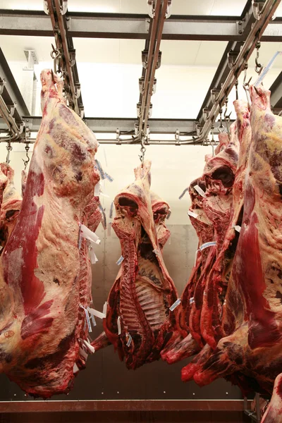 Дозрівання туші великої рогатої худоби в холодильнику Стокова Картинка