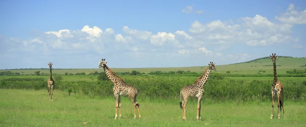Vista panorâmica de quatro girafas simétricas — Fotografia de Stock