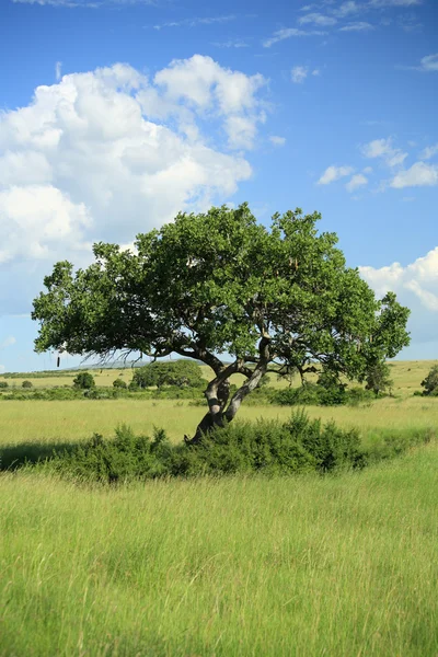 Árbol de salchicha —  Fotos de Stock