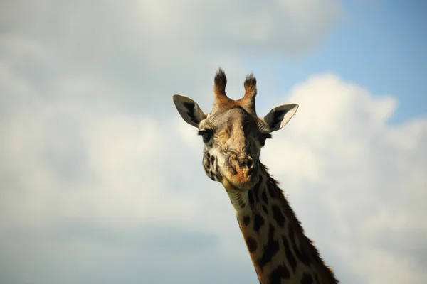 Portrait d'une girafe — Photo