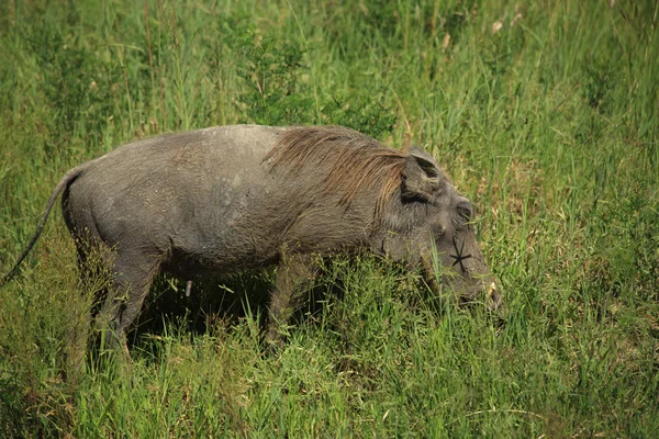 Warthog dans l'herbe — Photo