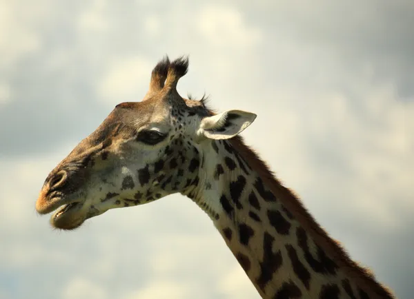 Ritratto laterale di una giraffa — Foto Stock