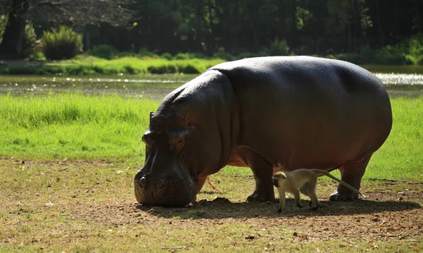 su aygırı ve maymun