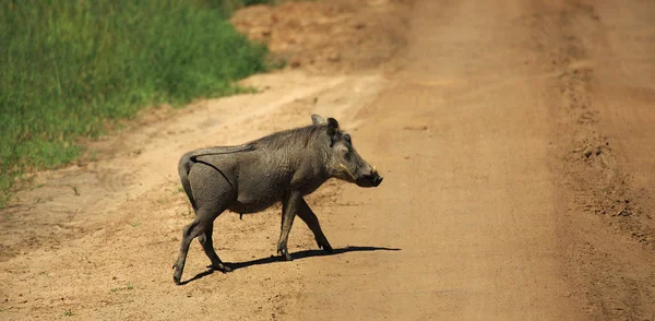 Warthog cruzando una pista — Foto de Stock