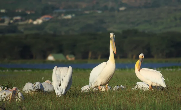 Pelicans — Stock Photo, Image