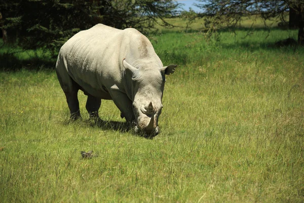 Rinoceronte comendo grama — Fotografia de Stock