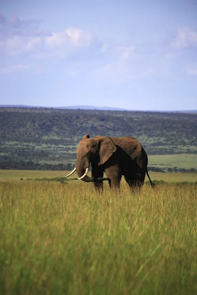 Einzelner Elefant — Stockfoto