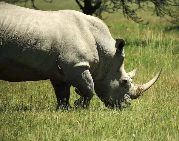 Witte neushoorn en vogels — Stockfoto