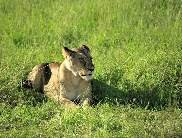 León hembra — Foto de Stock