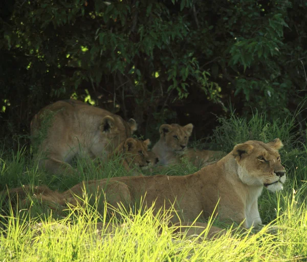 Female lions — Stock Photo, Image