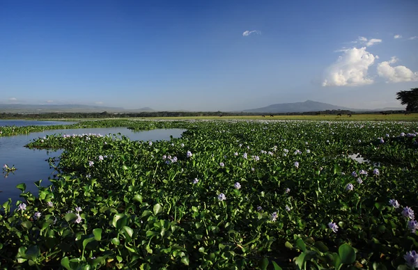 Blick über die Wasserhyazinthe — Stockfoto