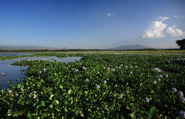 View over the water hyacinth