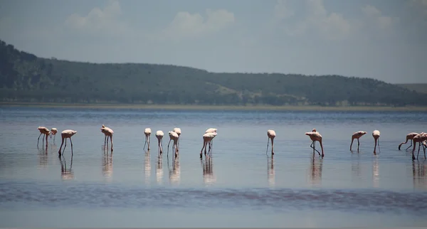 Flamingo's op lake nakuru — Stockfoto
