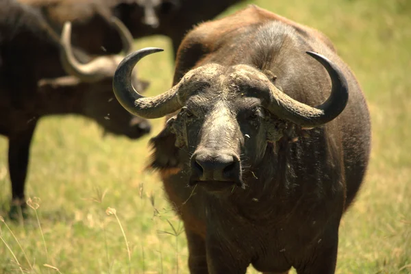 Water buffalo — Stockfoto