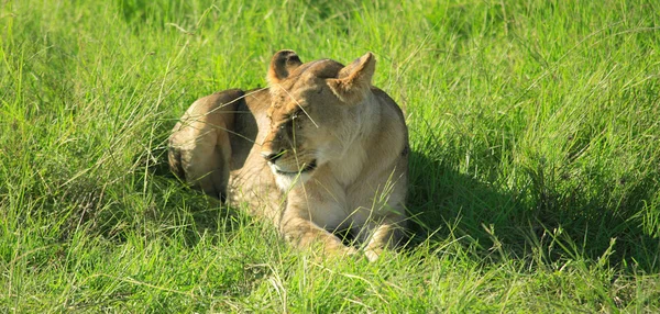 Lionne dans l'herbe — Photo