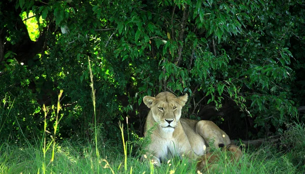 Lioness resting under a tree — Stock Photo, Image