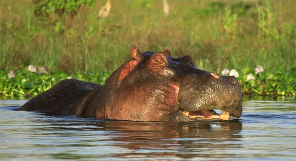 Hippo in the water — Stock Photo, Image