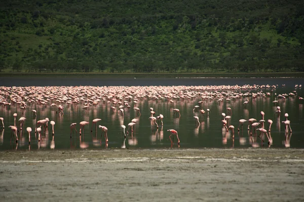 Centinaia di fenicotteri — Foto Stock