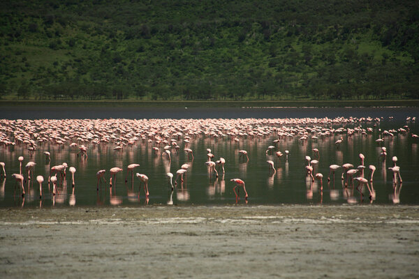 Hundreds of Flamingos