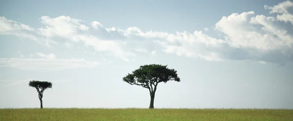 Panoramic view of two trees — Stock Photo, Image