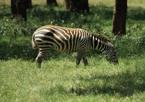 Zebra eten — Stockfoto