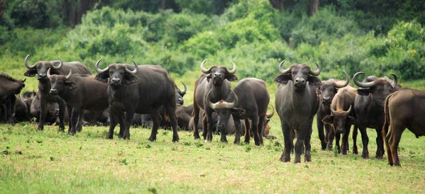 Una manada de búfalos — Foto de Stock