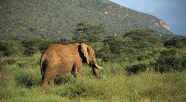 çimlerde yürümek fil