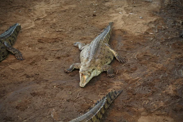 Crocodilo — Fotografia de Stock