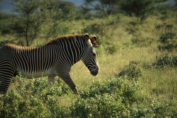 Zebra in Samburu — Stockfoto