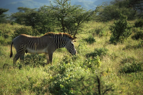 Zebra africana — Fotografia de Stock
